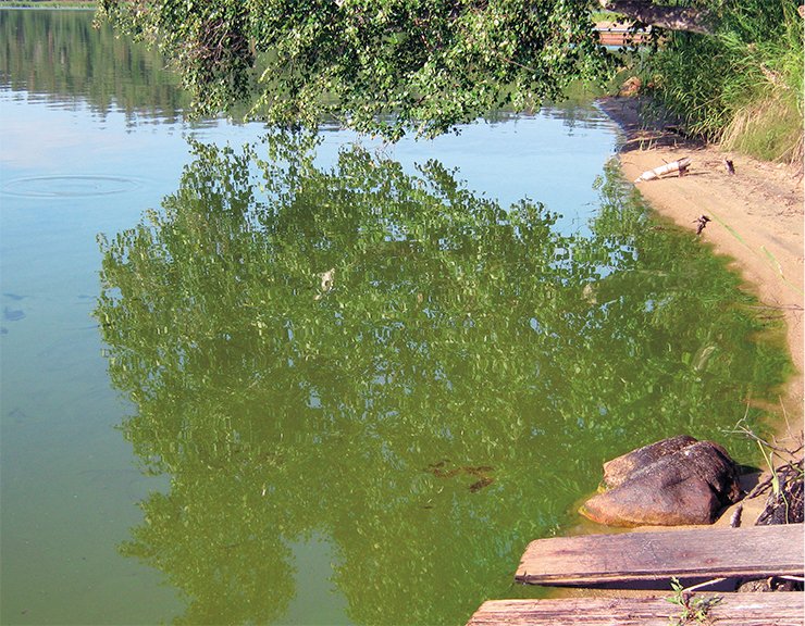 Blue-green shade of water which it acquires with the decaying phytoplankton biomass is a result of a yield of auxiliary photosynthetic cyanobacteria colouring agent phycocyanin. Today it is the colour of danger. Lake Kotokelskoye, August 2010
