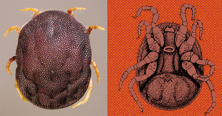 Argasid ticks, to which the genus Ornithodoros belongs, are known as soft ticks since they have no hard protective plates on their backs, in contrast to ixodid ticks (left). © Acarologiste. The salivary lipocaine of the African tick Ornithodoros moubata (right) is the core of a promising drug for the treatment of coronavirus pneumonia. Figure from the book Man and Beast in Eastern Ethiopia: From Observations made in British East Africa, Uganda, and the Sudan (1911). © Internet Archive Book Images