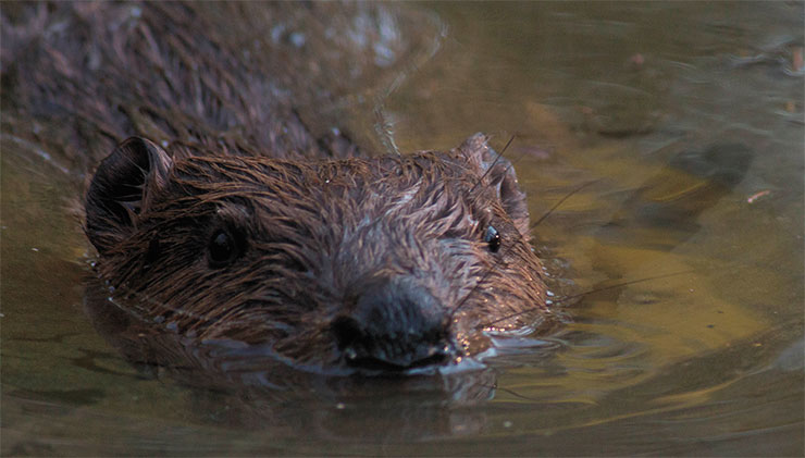 The beaver (Castor fiber) is a massive semiaquatic rodent. Years ago, the nature reserve territory was inhabited by aboriginal beavers belonging to a local Asian subspecies, but they were hunted down to extinction. Today, representatives of the genetically distinct European subspecies are spreading across the reserve: several colonies are known, some of which have persisted for a number of years. Photo by T. Bulyonkova