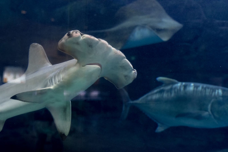 Курьезная форма головы расширила возможности акулы-молота по поиску добычи. ©CC BY-NC-SA 2.0/Christa Rohrbach; CC BY 2.0/Jin Kemoole