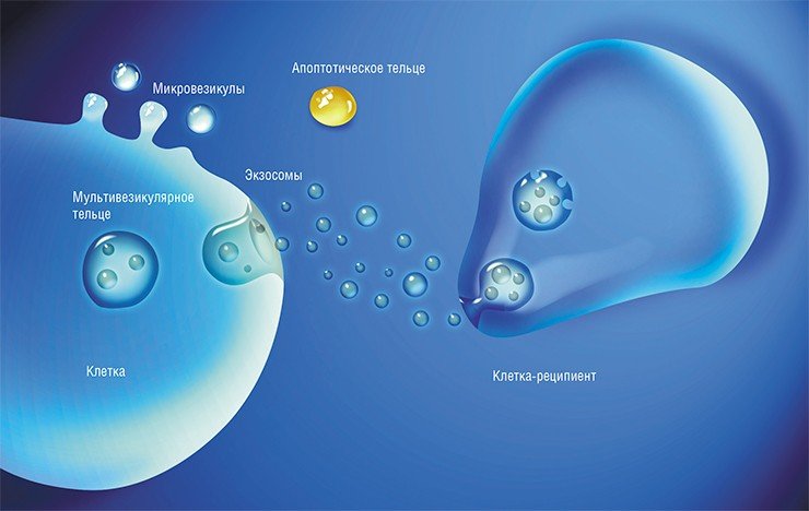Существует несколько типов внеклеточных пузырьков-везикул: экзосомы, микровезикулы и апоптотические тельца. Апоптотические тельца представляют собой «останки» клеток, погибших в результате апоптоза («клеточного самоубийства»). Микровезикулы образуются путем выпячивания участка плазматической мембраны и отпочкования его в окружающую среду. Экзосомы формируются в мембранных клеточных органеллах, связанных с транспортом веществ внутри клетки. Сначала образуется мультивезикулярное тельце, содержащее мембранные пузырьки, которое затем сливается с клеточной мембраной и выбрасывает экзосомы во внеклеточную среду