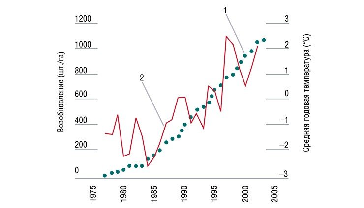 Численность подроста лиственницы и кедра (1) увеличивается с ростом средней годовой температуры (2)