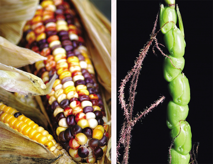 Modern sweet corn with its mighty cobs, domesticated in South America (left), is strikingly different from its wild ancestor (right). © FreeImages.com/Nathalie Dulex
