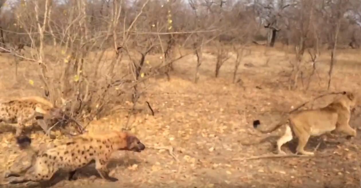 Гиены нападают на львов в заповеднике Саби. © CC BY 3.0/Kruger Sightings HD