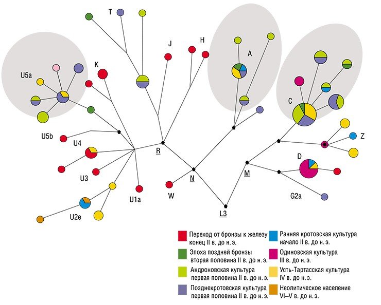 Схематическое изображение филогенетического дерева митохондриальной ДНК представителей населения Барабы различных периодов эпохи бронзы. Кругами обозначены отдельные структурные варианты мтДНК (размер круга пропорционален численности обнаруженных индивидов – носителей данного структурного варианта мтДНК). Контурами выделены группы мтДНК, маркирующие генетическую преемственность между разновременными популяциями