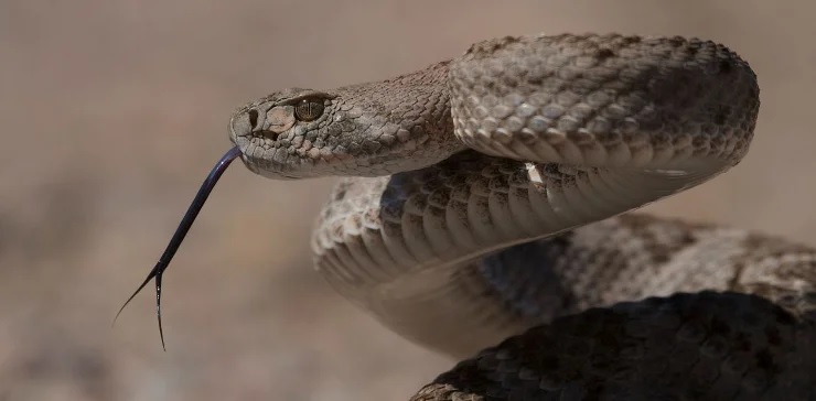 Техасский гремучник (Crotalus atrox) – ядовитая змея подсемейства ямкоголовых семейства гадюковых