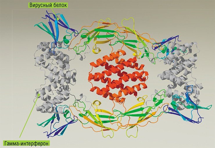 В ГНЦ ВБ «Вектор» получен рекомбинантный белок вируса натуральной оспы, способный связываться с человеческим гамма-интерфероном (γ-IFN), секреция которого увеличивается при ряде аутоиммунных заболеваний. Слева – структура гомотетрамерного комплекса вирусного γ-IFN-связывающего белка, связанного с двумя гомодимерами γ-IFN человека