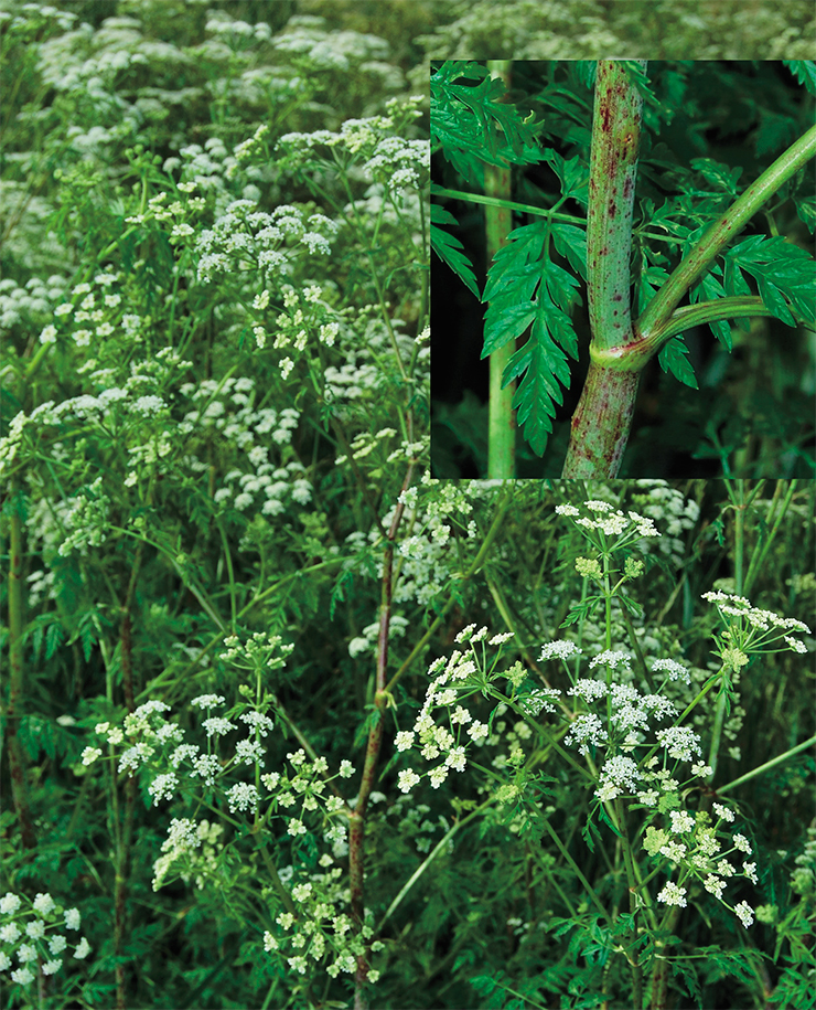 Poison hemlock (Conium maculatum L.). A transformer species actively spreading across Southern Siberia. All parts of the plant are toxic! Photo: A. L. Ebe