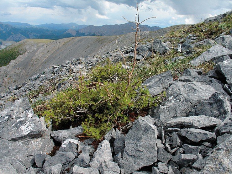 В горной лесотундре микрорельеф местности исключительно важен для выживания деревьев, укрывающегося от зимних вьюг за камнями и скалами, как эта молодая лиственница, возраст которой примерно 50 лет