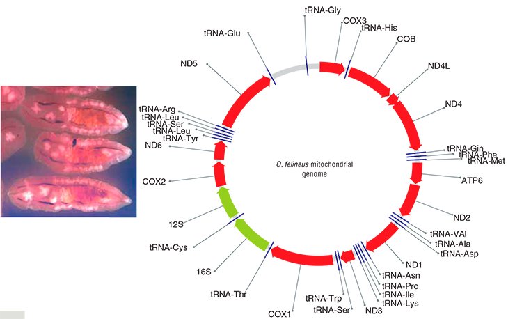 Several fragments of the O. felineus nuclear genome and its complete mitochondrial genome have been sequenced at the Institute of Cytology and Genetics, Siberian Branch, Russian Academy of Sciences. The latter genome comprises 12 protein-coding genes, 2 ribosomal RNA genes, and 22 transfer RNA genes. Two mitochondrial and one nuclear genome DNA fragments were selected as genetic markers for genotyping collection specimens of trematodes. Left, maritae, the adult sexually mature individuals of O. felineus