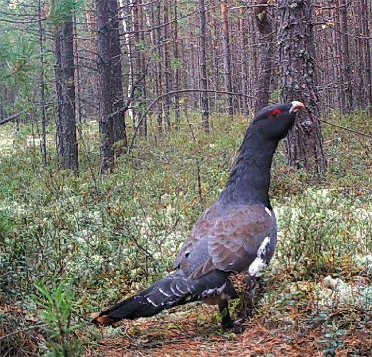 The capercaillie (Tetrao urogallus), a member of the grouse family, is the largest grouse of the region. The brightly colored male can reach the size of a turkey and weigh over 6 kg (14 pounds). This typical inhabitant of coniferous and mixed forests also frequents peatbogs rich in berries. Photo by the author