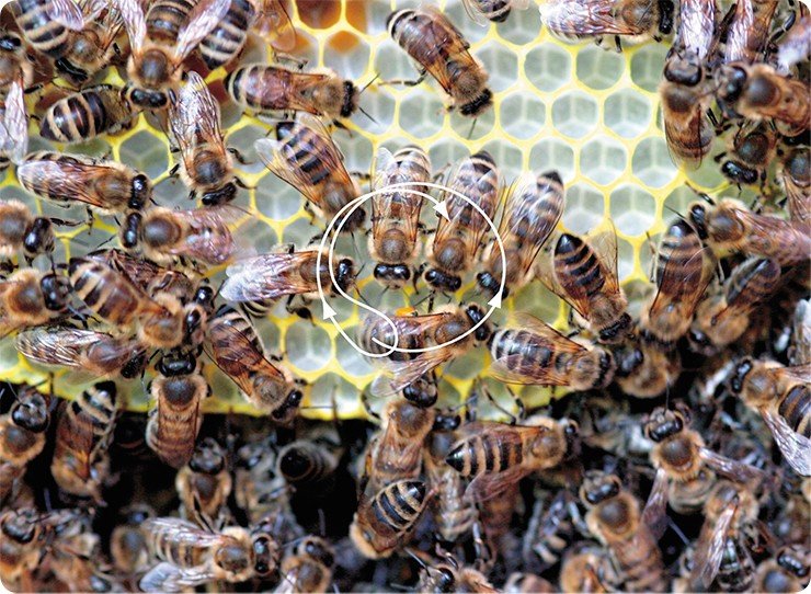 Пчела-сборщица нашла источник пищи недалеко от улья и исполняет круговой танец. В нем содержится указание на то, что именно надо искать, и информация о том, что место это находится недалеко от улья