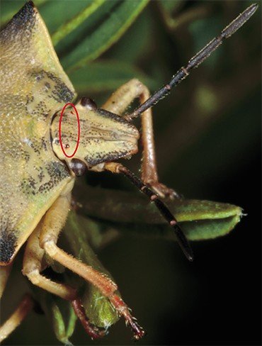 Клоп рода Carpocoris с двумя дополнительными глазками-оцеллиями; внизу – гусеница коконопряда, рода Malacosoma с группой дополнительных глазков-стемм