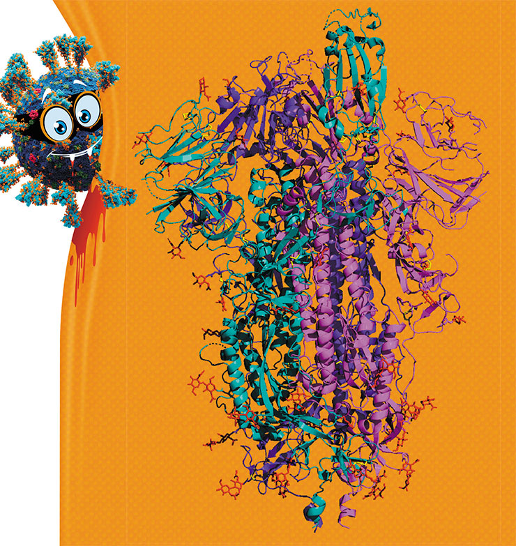 Шиповый S-белок, который связывается с клеточными рецепторами, – самый известный из всех белков SARS-CoV-2. Молекула этого поверхностного белка состоит из трех мономеров (показаны разным цветом). © 5-HT2AR. Public Domain Dedication