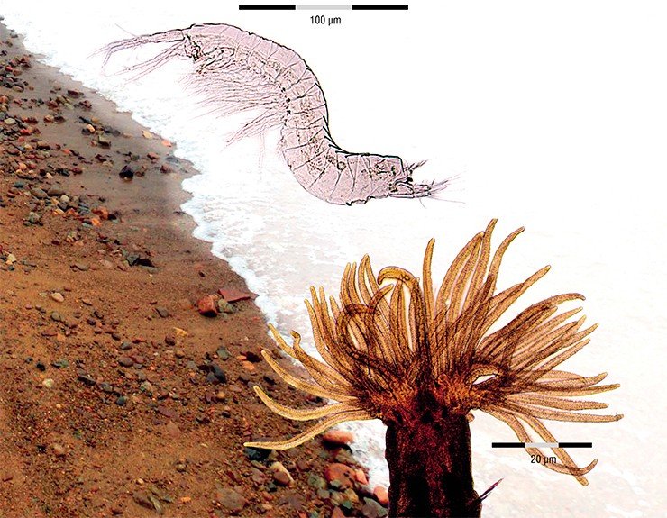 Батинеллиды (вверху) – примитивно организованные ракообразные – обычно заселяют подземные (грунтовые, пещерные) воды. Байкал – это единственный в мире открытый водоем, где обитают эти необычные беспозвоночные. Во время штормов в зону заплеска попадают многощетинковые черви (полихеты). Голова некоторых представителей этих кольчатых червей увенчана чувствующими придатками (щупальцами, пальпами, усиками)