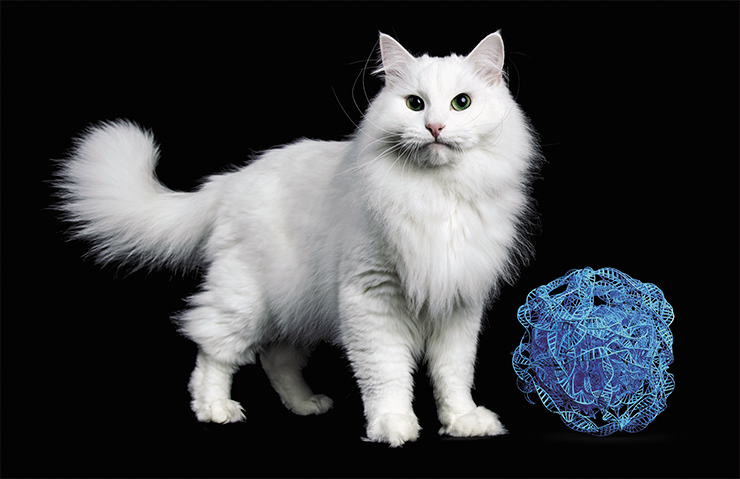 Полностью белые кошки появились позже, когда от ретровируса остался лишь небольшой фрагмент. © seregraff – stock.adobe.com; Nynke – stock.adobe.com