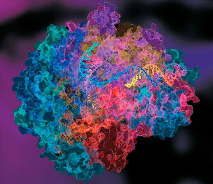 Полимеразы у всех живых существ устроены примерно одинаково. Их субстратом служат молекулы ДНК или РНК, а также отдельные мономеры-нуклеотиды, из которых ДНК- и РНК-полимеразы собирают копии нуклеиновых кислот. Вверху – структура фермента РНК-полимераза II млекопитающих. Этот фермент катализирует транскрипцию ДНК – синтез молекулы РНК, служащей матрицей в процессе трансляции – синтеза белка. © David Bushnell, Ken Westover and Roger Kornberg, Stanford University