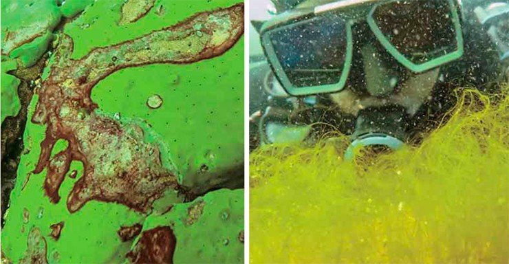 Слева – корковая губка Baikalospongia sp., тело которой поражено цианобактериями; справа – спирогира, которая плотным зеленым ковром покрывает дно на большинстве обследованных участков Байкала. Сентябрь, 2014 г. Фото С. Инкена (Нидерланды)