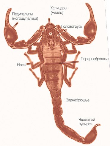Меловой реликт Pseudochactas ovchinnikovi (сем. Pseudochactidae). Узбекистан. Рисунок по фото М. Солеглада
