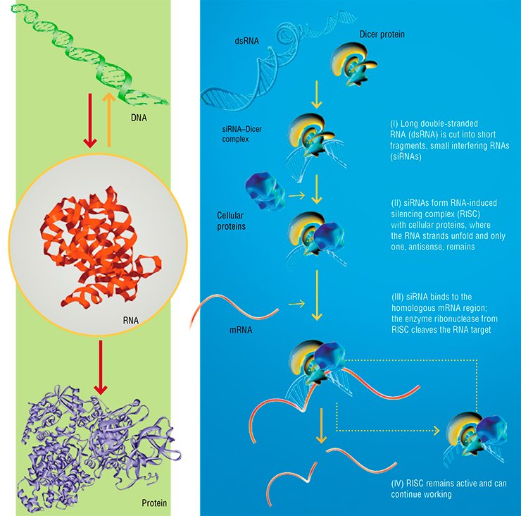 Left: The initial version of the central dogma of molecular biology states that the information flow in a living cell goes exclusively in one direction—from DNA to RNA and further to protein. Later, however, scientists discovered “reverse transcription,” i.e., DNA synthesis from an RNA template. This process is characteristic of the RNA viruses and is necessary for them to insert their genetic material into the host cell genome. Right: RNA interference is a universal mechanism regulating the operation of genetic programs. Its essence is that short interfering RNAs selectively (according to complementarity principle) bind to other RNAs, be them foreign (for example, viral) or their own messenger RNAs, to inhibit their activity. This arrests the expression of particular genes. That is how the cell solves a number of diverse problems, from regulation of developmental program to antiviral defense (according to Chernolovskaya, 2008)