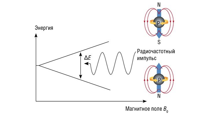 Величина энергии ΔE, необходимой для переориентации спина ядра, меняется в зависимости от его химического окружения. Так, ядра атомов одного сорта в различных окружениях в молекуле дают различные сигналы ЯМР