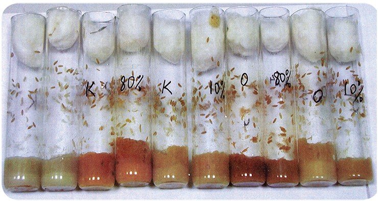 У многоклеточных прыгающие гены лучше всего исследованы у плодовой мушки Drosophila melanogaster – одного из самых изученных организмов на Земле. В лабораторных условиях дрозофил выращивают в пробирках с питательной средой. Фото Н. Федоровой (ИЦиГ, Новосибирск)