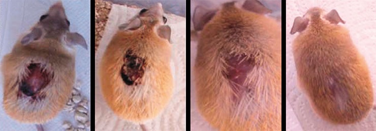 Заживление раны у каирской иглистой мыши, попавшей в неисправное беговое колесо, через 2, 12, 21 и 50 дней после травмы. По: (Pinheiro et al., 2018). Scientific Figure on ResearchGate