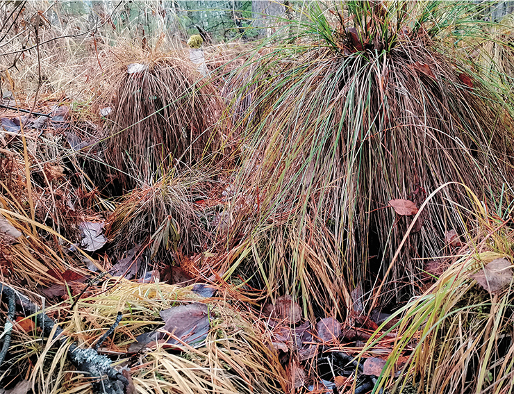 Один из типичных ландшафтов – осоковый кочкарник в низинном болоте, заросшем лесной растительностью. Фото Т. Черниковой