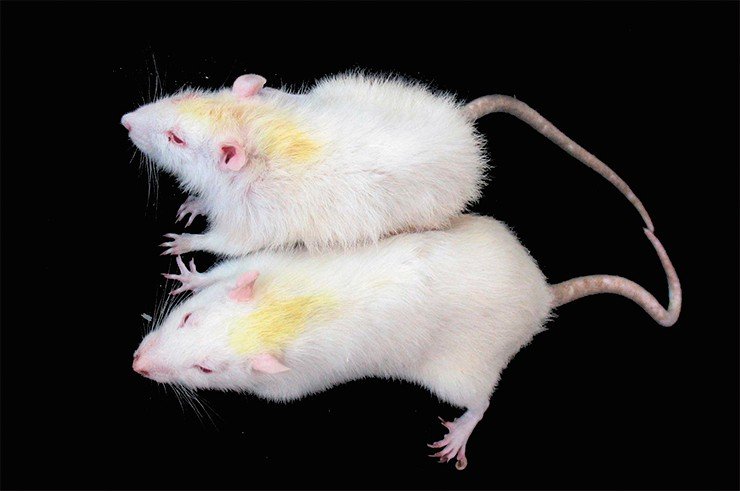 Линия крыс OXYS. Развитие комплекса признаков преждевременного старения у этих животных – результат направленной селекции крыс Вистар по признаку ранней спонтанной катаракты