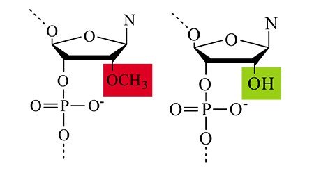 Справа – структурная формула природного мономера (нуклеотида), из которых состоит РНК, слева – формула его химически-модифицированного аналога