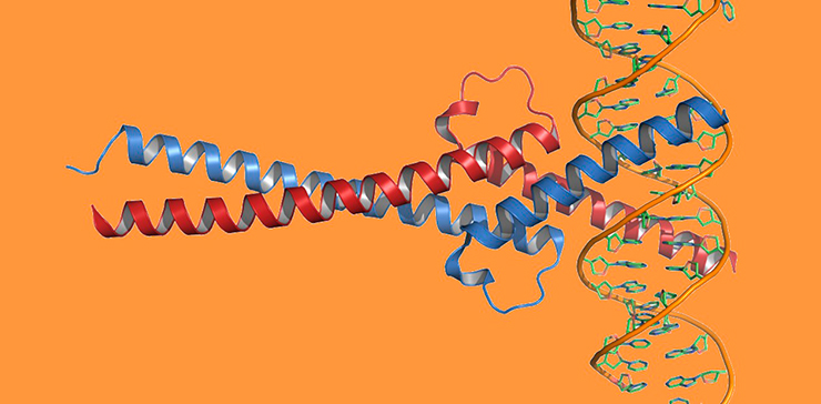 Комплекс белка c-MYC с ДНК