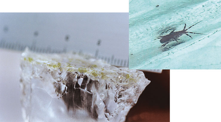 Эффект «двойного дна»: нижняя сторона торосного льда заселяется микроорганизмами и водорослями. Они служат кормом для «подледного» зообентоса, состоящего, в основном, из бокоплавов