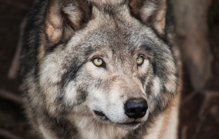 Волки отличаются светлым цветом глаз. Зато у собак большинства пород глаза с темной радужкой, хотя попадаются и голубоглазые, как эта хаски (внизу). Фото с сайта www.pickpik 
