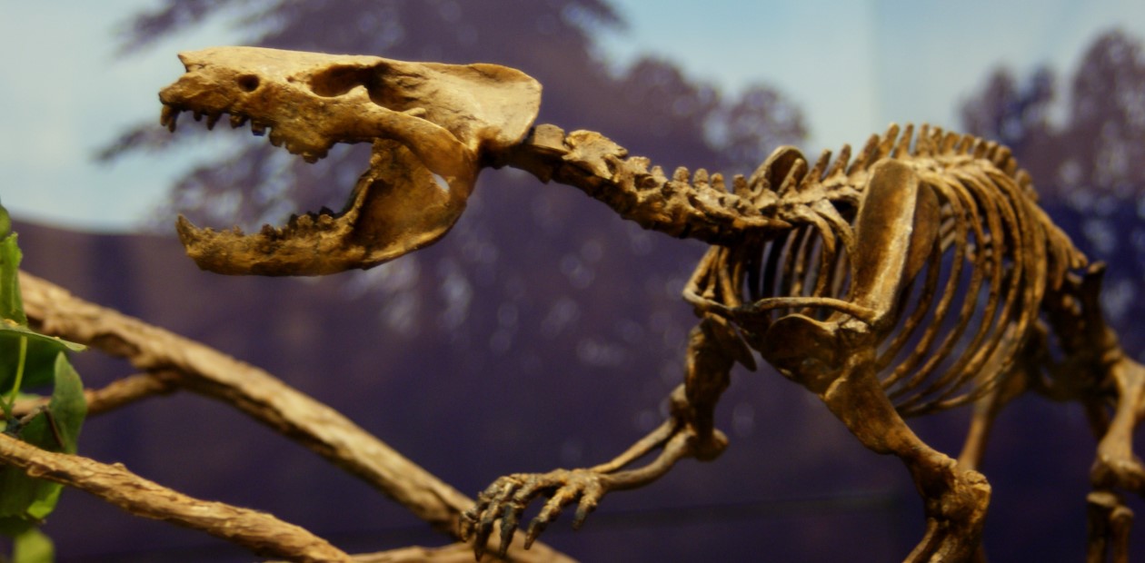 Гобиконодоны (Gobiconodon sp.) – хищные млекопитающие, жившие в ранний и средний мел. Музей Техасского технологического университета