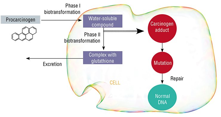 Biotransformation allows the cell to detoxify and eliminate procarcinogens – low molecular weight compounds inducing tumor development. Once a mutation (impairment in the DNA structure) emerges, repair enzymes come into play