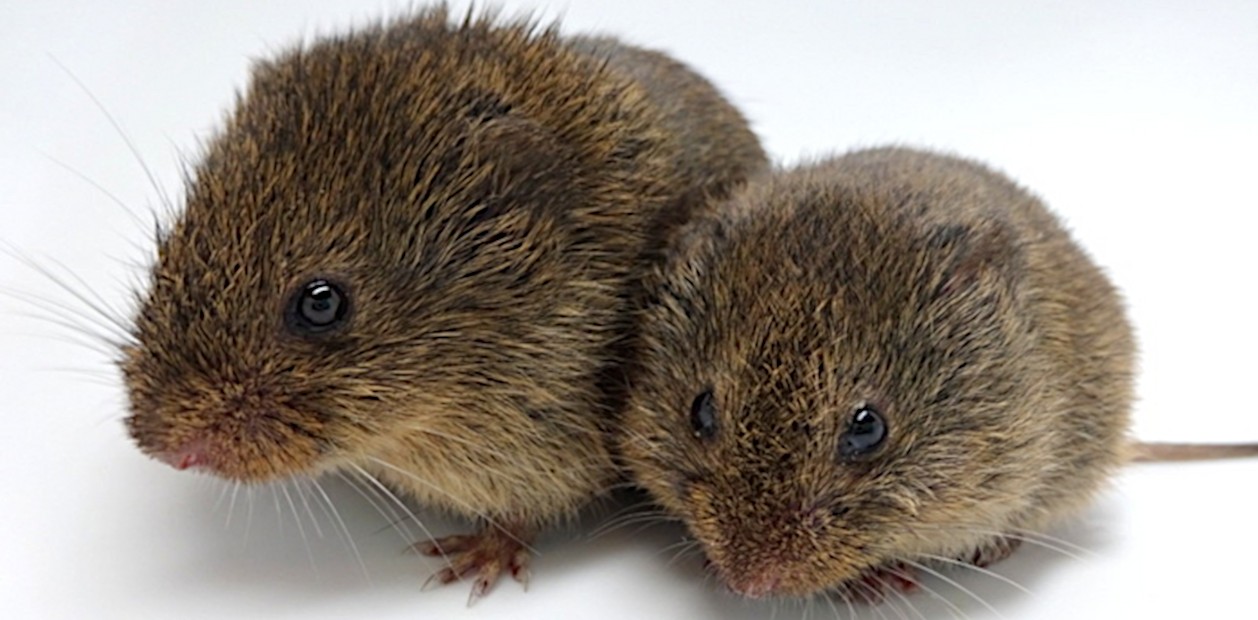 Прерийные полевки (Microtus ochrogaster). Эти небольшие североамериканские грызуны – один из немногих видов млекопитающих, образующих моногамные пары на всю жизнь. © CC BY-SA 4.0/Nastacia Goodwin Прерийные полевки (Microtus ochrogaster). Эти небольшие североамериканские грызуны – один из немногих видов млекопитающих, образующих моногамные пары на всю жизнь. © CC BY-SA 4.0/Nastacia Goodwin