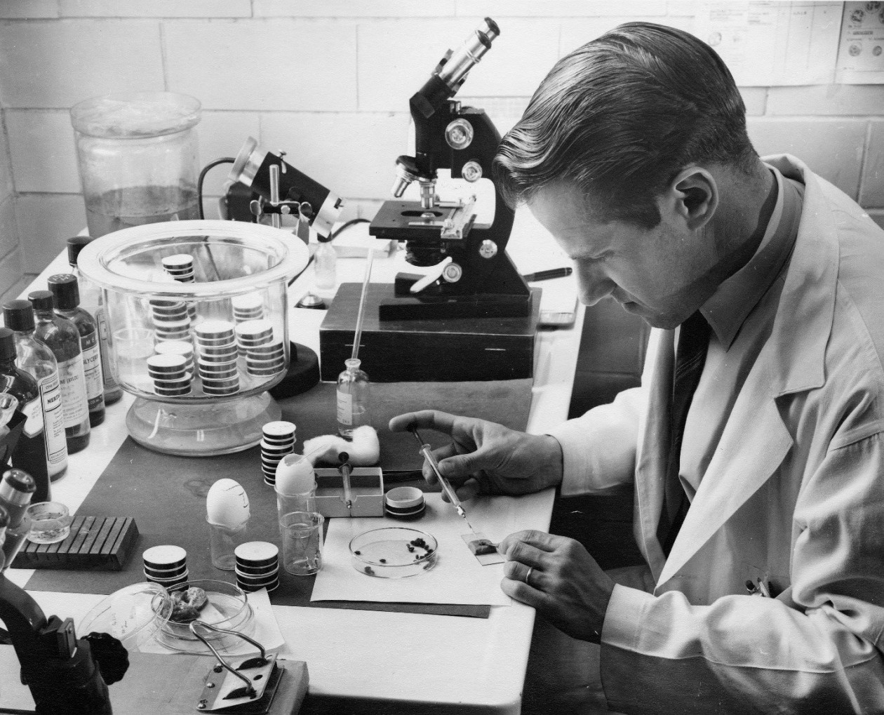 Доктор Вилли Бургдорфер заражает клещей из семейства аргасовых. Rocky Mountain Laboratory, 1954 г. Фото Н. Крамиса. © NIH