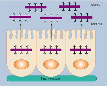 Mucins produced by epithelial cells of nearly all animals, including humans, have gelatinous consistency and are present in secretions of all mucous glands. Mucins, and mucin-2 in particular, are secreted by the goblet cells of the intestinal mucous membranes. Together with a number of mucin proteins, they form a gel in the intestinal lumen above the surface of the intestinal epithelium, protecting it from bacteria and toxins. Based on: (Kufe, 2009)