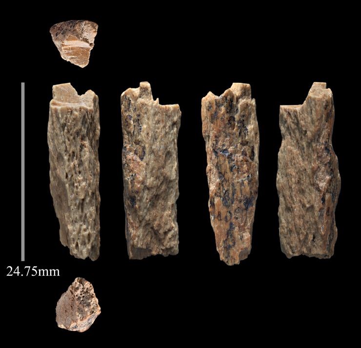 Уникальная находка из восточной галереи Денисовой пещеры: фрагмент ископаемой кости женской особи не моложе 13 лет, которая была дочерью неандерталки и денисовца. Возраст кости согласно радиоуглеродному датированию составляет около 50 тыс. лет. Фото Т. Хайэм