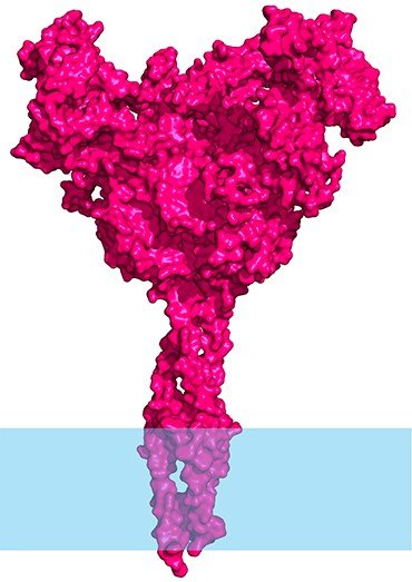 Модель гликопротеина вируса лихорадки Эбола. Этот белок находится на поверхности вируса и обеспечивает его проникновение в клетку. Синим цветом показана вирусная мембрана