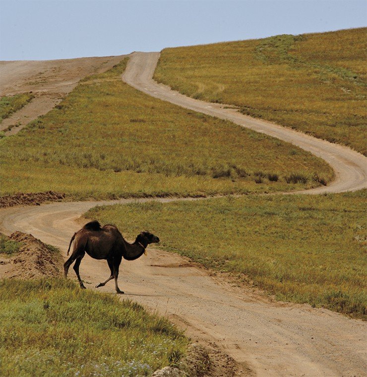 У путешественника по Монголии доминирует ощущение бескрайнего простора. Фото Д. Дмитриева