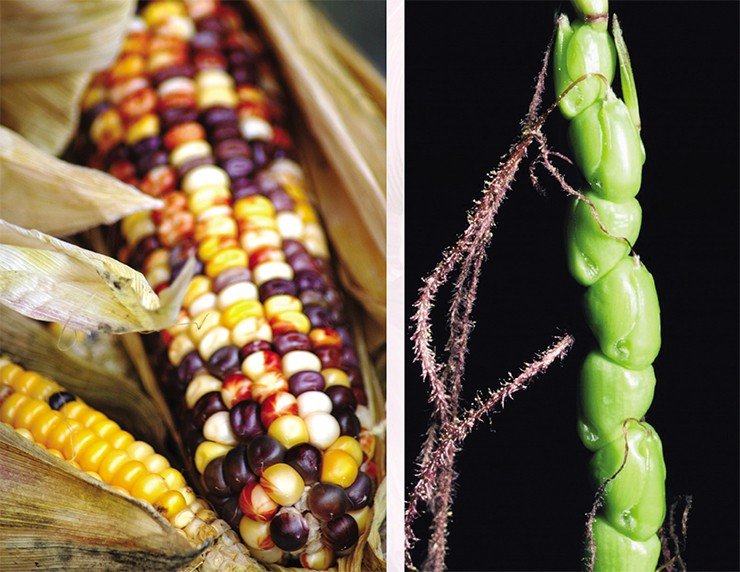 Современная сахарная кукуруза с ее могучими початками, доместицированная в Южной Америке (слева), разительно отличается от своего далекого предка (справа). © FreeImages.com/Nathalie Dulex