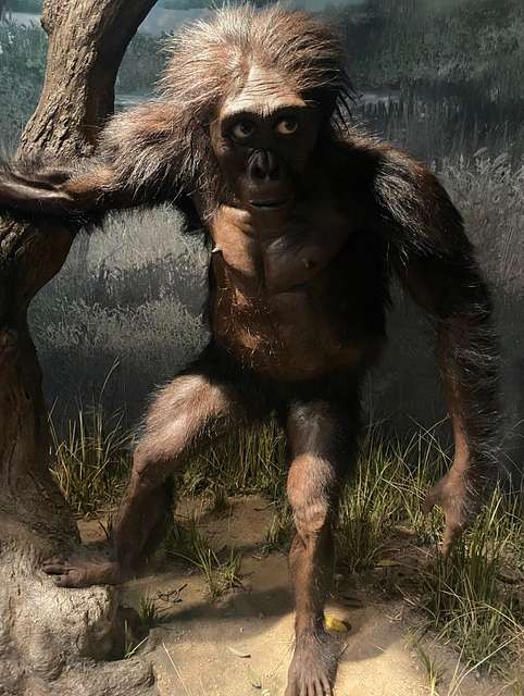 Australopithecus afarensis, реконструкция. Смитсоновский национальный музей естествознания (США). Public Domain