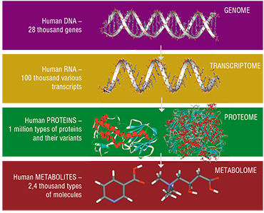 Genetic information in a living organism is transferred from DNA to RNA, and from RNA to proteins. Consequently, there exists a hierarchy, or a group of linked disciplines: genomics studies the genome and its genes; transcriptomics deals with the synthesis and distribution of transcripts (RNA molecules); proteomics – with the totality of proteins; metabolomics – with all the metabolites that are produced as the result of biochemical reactions in the body. Surprisingly, there are much fewer different metabolites than there are types of molecules participating in their synthesis. The main reason here is that these small molecules have already gone through a series of biochemical transformations and are quite stable themselves. The second reason is that various human genomes code more or less the same biochemical processes, meaning that individual peculiarities of their components do not have any significant effect on the numbers of final metabolites, at least in healthy individuals (Chernonosov, 2010)