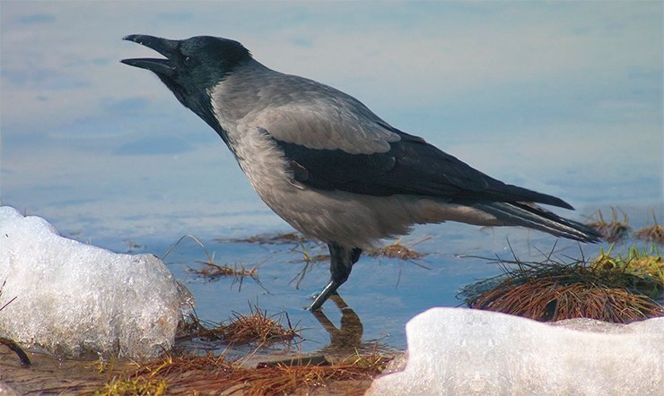 Серая ворона (Corvus cornix) предпочитает устраивать свадьбу на остатках нерастаявшего снега. Берег Днепра, апрель. Фото М. Горпенюка 