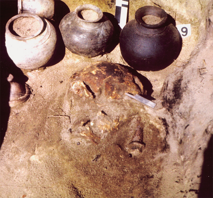 Фрагмент мужского погребения. В центре – лицевая часть черепа, обставленного четырьмя глиняными сосудами. Рядом с крышкой от сосуда найдена кучка железных и костяных наконечников стрел 