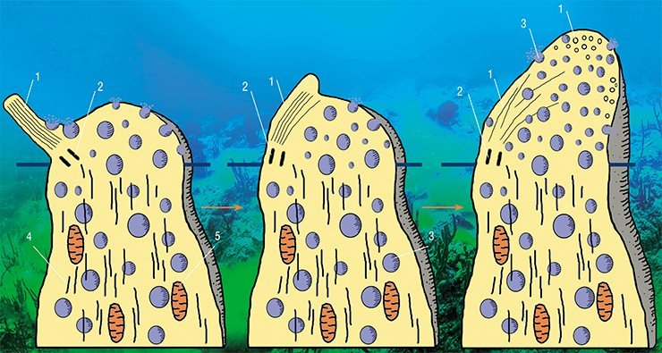 Схематическое изображение последовательных этапов структурной реорганизации вершины хеморецепторной клетки желтокрылой широколобки при ее переключении на режим дендритной нейросекреции: 1 – микротрубочки ресничек; 2 – базальные тельца; 3 – секреторные пузырьки; 4 – микротрубочки дендрита; 5 – митохондрии 