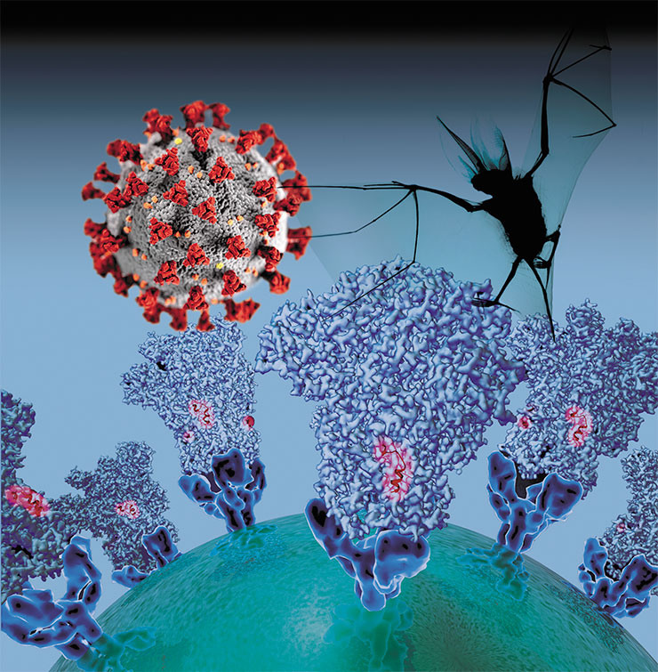 Реконструкция вирусной мембраны коронавируса, «украшенной» шиповидным S-гликопротеином. Красным цветом отмечен участок, который служит потенциальной мишенью для вакцин. © CC BY-NC 2.0/ David Veesler, University of Washington. На структурной модели вириона SARS-CoV-2 красным цветом выделены поверхностные S-белки, окружающие его подобно солнечной короне. © CDC/Alissa Eckert, MSMI; Dan Higgins, MAMS. Справа вверху – коричневая ушастая летучая мышь. Летучие мыши служат резервуаром для ряда патогенов, включая коронавирусы. Рентгеновская проекция. © CC BY-NC 4.0/Chris Thorn xrayartdesign.co.uk