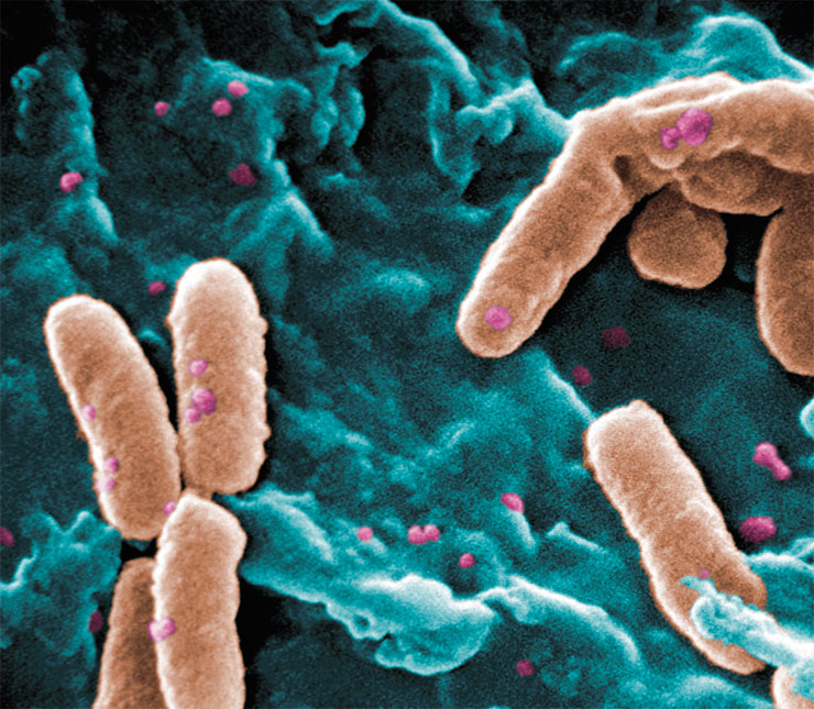 Синегнойная палочка (Pseudomonas aeruginosa) обнаруживается при абсцессах и гнойных ранах, а также при воспалениях тонкого кишечника и мочевого пузыря. Этот широко распространенный патоген отличается низкой чувствительностью к антибиотикам, в том числе благодаря формированию биопленок в виде защищенной и прикрепленной к поверхности колонии. Public Domain/CDC/Janice Haney Carr