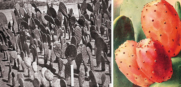 Плантация кактуса Бербанка (Opuntia Burbankii). Smithsonian Libraries. Public Domain. Справа – сочные плоды кактуса Бербанка, по вкусу напоминающие яблоко или грушу. Public Domain